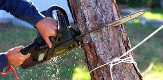 How Our Tree Care Process Works  in  Paulding, OH