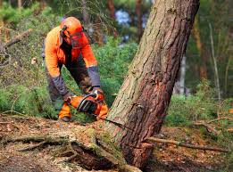 Best Hazardous Tree Removal  in Paulding, OH