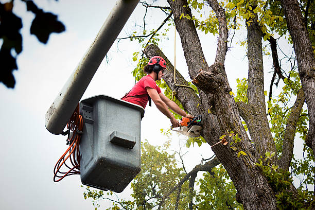 Best Tree Trimming and Pruning  in Paulding, OH