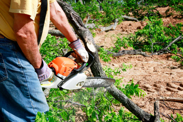 Best Commercial Tree Services  in Paulding, OH